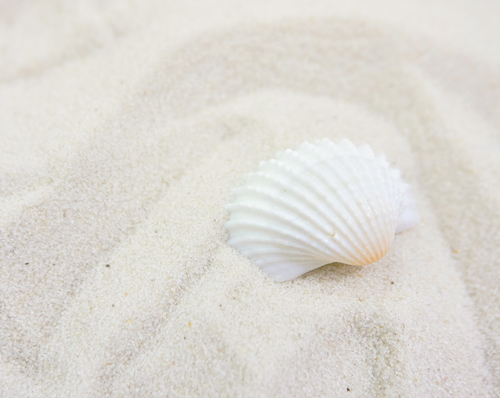 Natural Whites Beach and Seashell